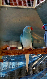 Pappagallo parrocchetto dal collare femmina