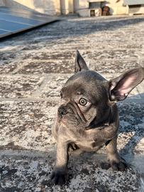 Bulldog Francese
