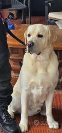 LABRADOR altissima Genalogia per Monta