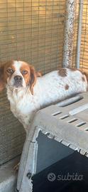 Cane da caccia Breton