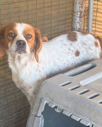 Cane da caccia Breton