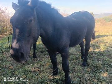 Gruppo riproduttori percheron