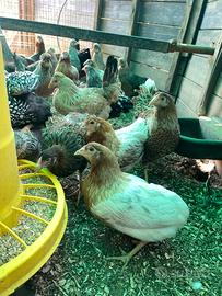 Galline ornamentali