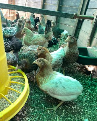 Galline ornamentali
