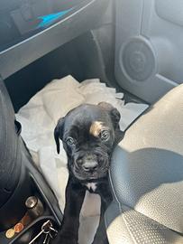 Cane corso