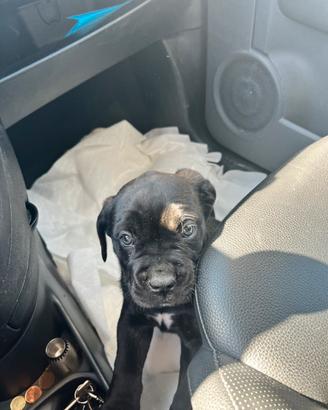 Cane corso