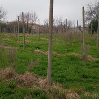 Pali per Vigneto gratuiti 