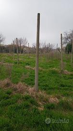 Pali per Vigneto gratuiti 