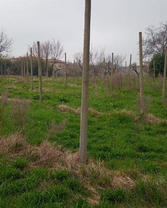 Pali per Vigneto gratuiti