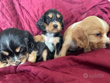 Cuccioli di cocker spaniel con Pedigree Enci