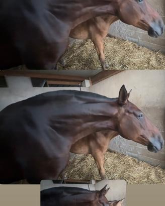 Cavalla Pura Razza Spagnola