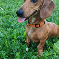 Bassotti arlecchino, piedbald, nero focato