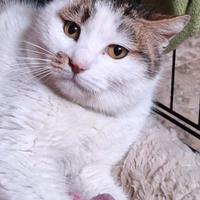 Lovely,la dolcezza fatta gatta