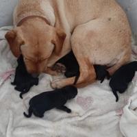 Cuccioli di labrador neri