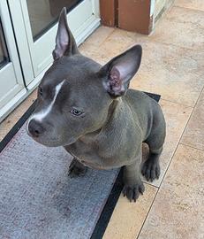 Cucciola American Bully Pocket ABKC