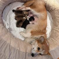 PEMBROKE CORGY cuccioli