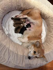 PEMBROKE CORGY cuccioli