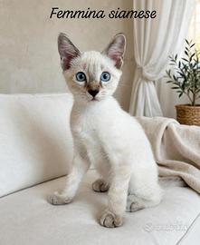 Gattini Siamesi