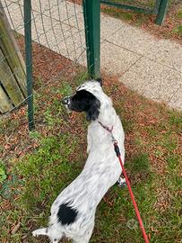 Setter inglese 7 messi per caccia