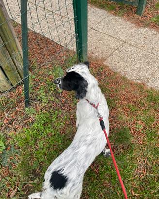 Setter inglese 7 messi per caccia