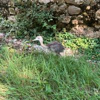 Animali
