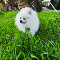Cane Spitz tedeschi nano