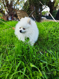 Cane Spitz tedeschi nano