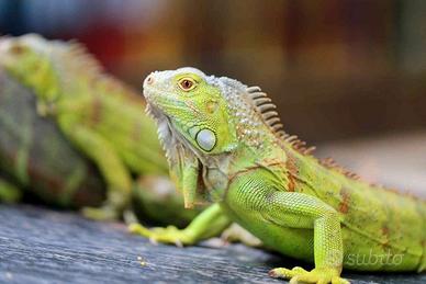 iguana verde baby