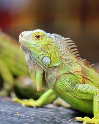 iguana verde baby