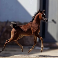 Puledro Arabo Purosangue