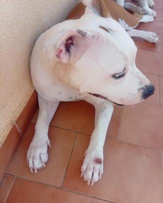 Vendita Cani