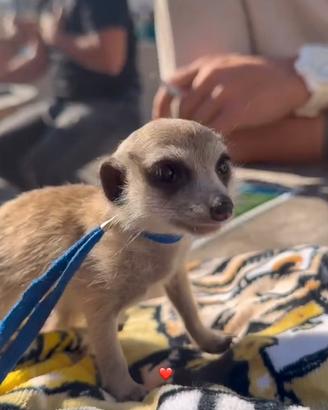 Suricata cucciolo