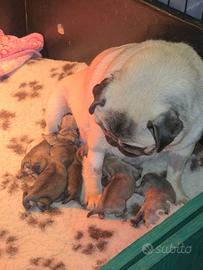 Vendita cuccioli Carlino