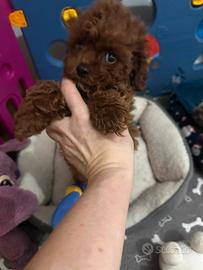 Cucciola Barboncino Toy