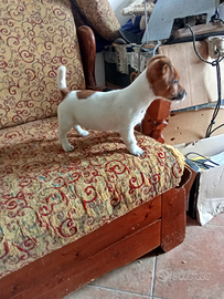 Cucciolo di jack Russell maschio