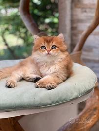 British longhair