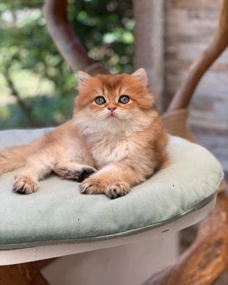 British longhair