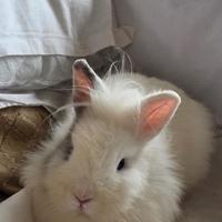 Coniglio testa di leone bianco