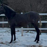 Puledro spagnolo p.r.e