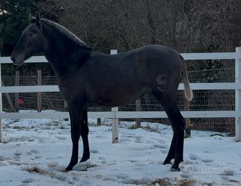 Puledro spagnolo p.r.e