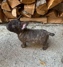 Bulldog francese