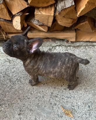 Bulldog francese