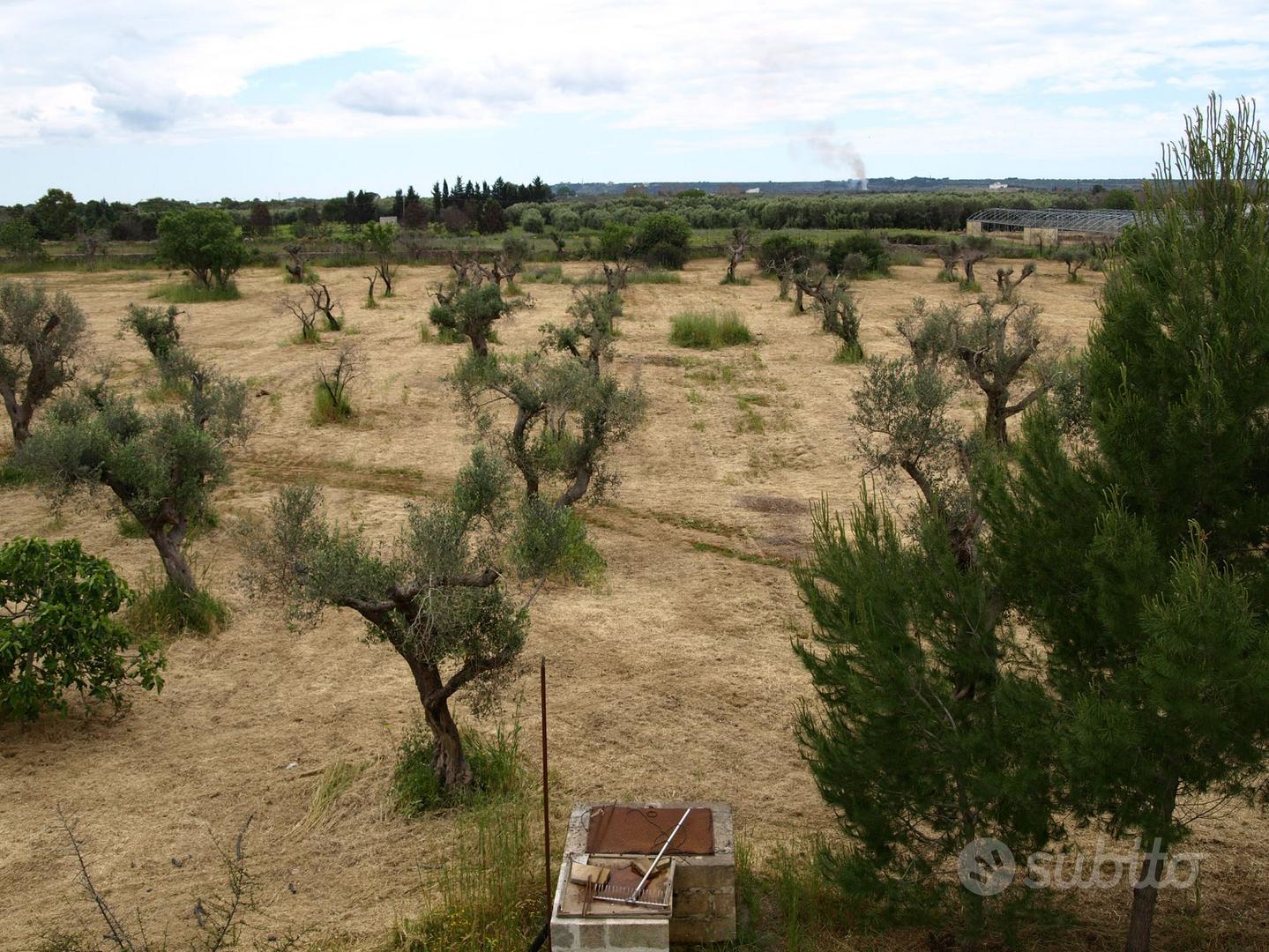 Agro di Gallipoli terreno 22000 Mq - Vista 3