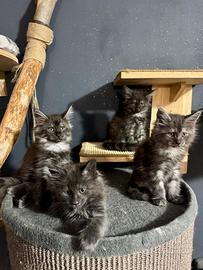 Maine coon kitten