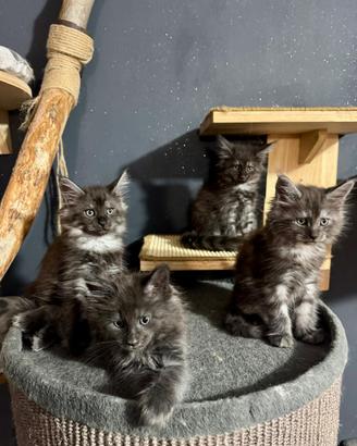 Maine coon kitten