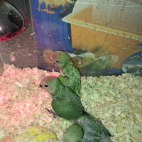 Inseparabili allevati a mano