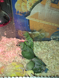 Inseparabili allevati a mano