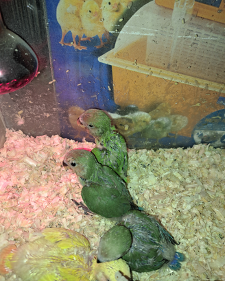 Inseparabili allevati a mano