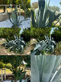 Piante di Agave Americano e cactus