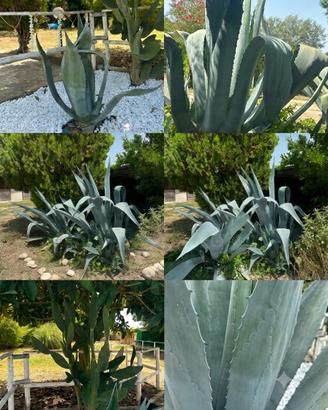 Piante di Agave Americano e cactus